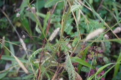 Achillea