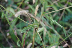 Achillea