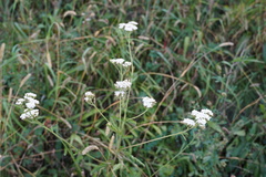 Achillea