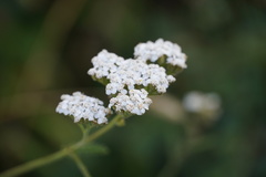 Achillea