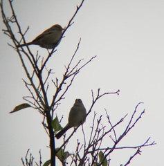 Zonotrichia leucophrys