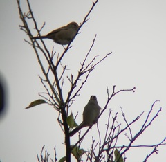 Zonotrichia leucophrys