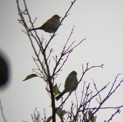 Zonotrichia leucophrys
