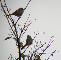 Zonotrichia leucophrys