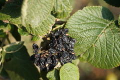 Viburnum lantana