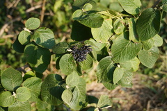 Viburnum lantana