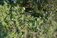 Viburnum lantana