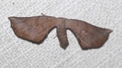 Parepisparis multicolora