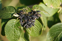 Viburnum lantana