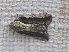 Etanna breviuscula