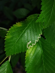 Stigmella ulmivora