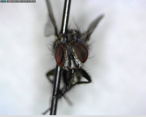 iNaturalist observation photo of Bot Flies, Blow Flies, and Allies