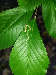 Stigmella ulmivora
