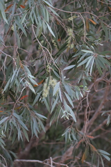 Melaleuca argentea