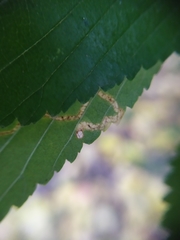 Stigmella ulmivora