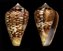 Conus belairensis
