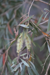 Melaleuca argentea