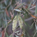 Melaleuca argentea - Photo (c) Arthur Chapman, alguns direitos reservados (CC BY-NC-SA), uploaded by Arthur Chapman