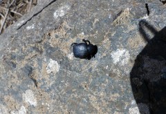 Entomochilus wilsoni
