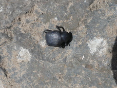 Entomochilus wilsoni