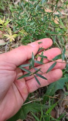 Acrotriche aggregata