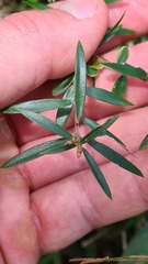 Acrotriche aggregata
