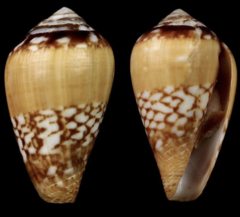 Conus belairensis