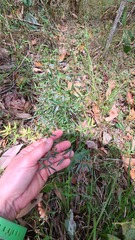 Acrotriche aggregata