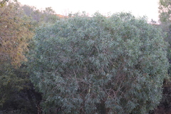 Melaleuca argentea