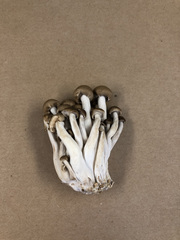 Hypsizygus marmoreus