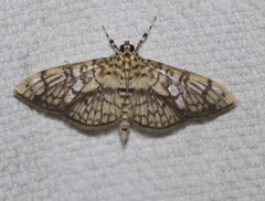 Haritalodes obliqualis