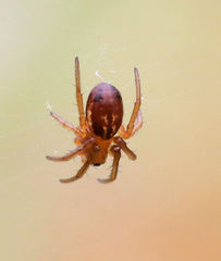 Araneus pratensis