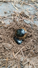 Pleocoma dubitabilis dubitabilis