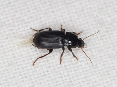 Harpalus attenuatus