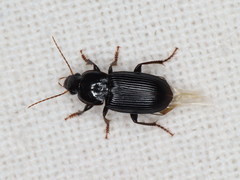 Harpalus attenuatus