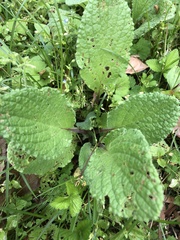 Borago