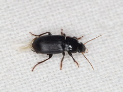 Harpalus attenuatus