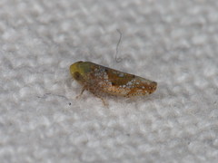 Hishimonus hamatus