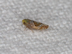 Hishimonus hamatus