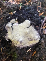 Bionectriaceae