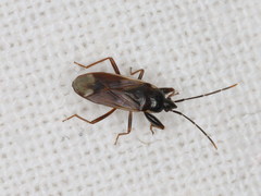 Eremocoris fenestratus