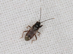 Eremocoris fenestratus