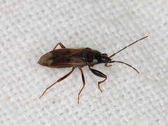 Eremocoris fenestratus