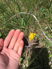 Castilleja levisecta