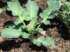 Brassica oleracea italica