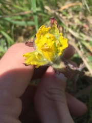 Castilleja levisecta