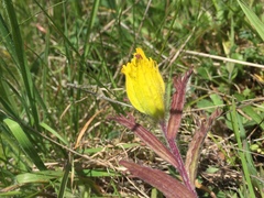 Castilleja levisecta