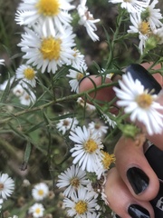 Symphyotrichum pilosum