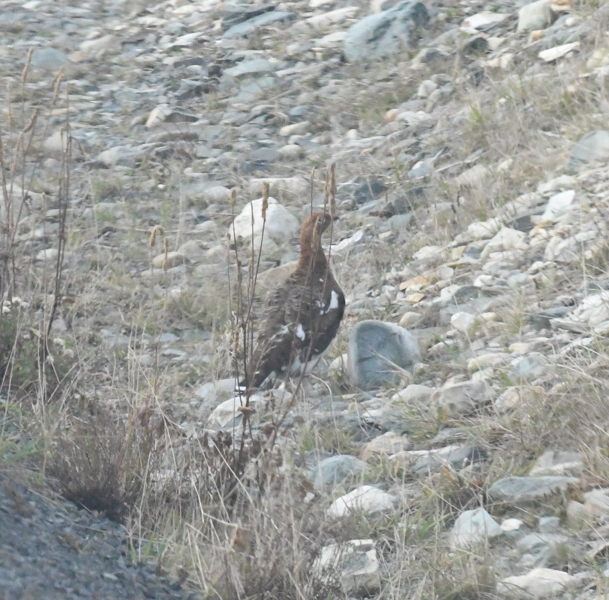 Willow Ptarmigan