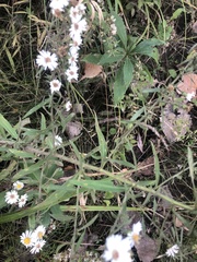 Symphyotrichum pilosum